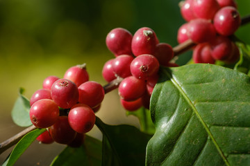Close up bean coffee in nature