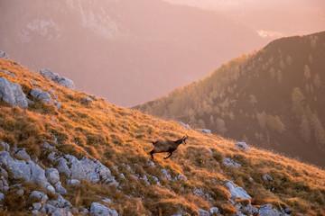 chamois in jumping mode on sunlit mountain side