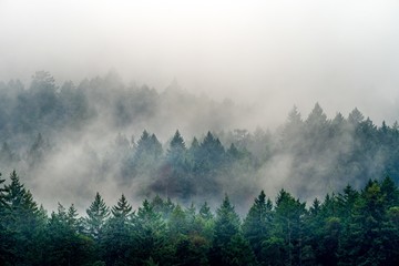 Rauch kommt aus einem Wald voller grüner Pflanzen in Kanada