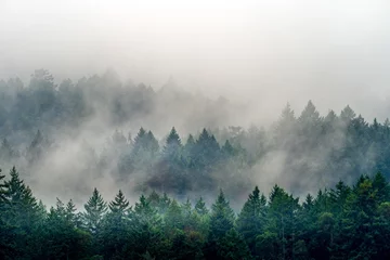 Foto auf Acrylglas Nach Farbe Rauch kommt aus einem Wald voller grüner Pflanzen in Kanada
