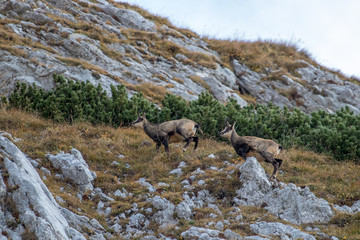 Two Chamoises at mountain peak