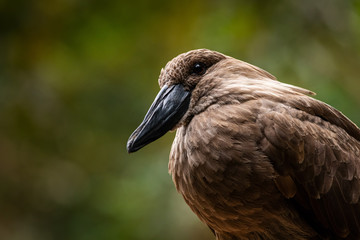 Fototapeta premium The hamerkop (Scopus umbretta) in the green background