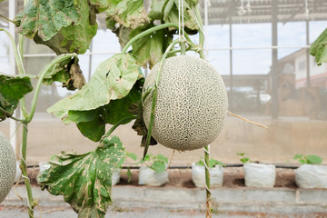 Fresh Melon or Cantaloupe fruit on tree in farm