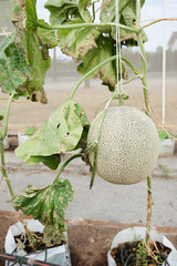 Fresh Melon or Cantaloupe fruit on tree in farm