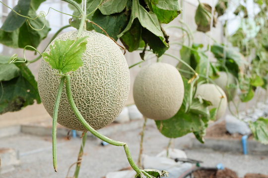 Fresh Melon Or Cantaloupe Fruit On Tree In Farm