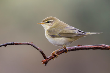 Common Chiffchaff (Phylloscopus collybita) perched on a branch against a uniform background