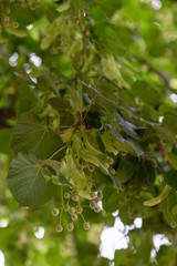 green leaves of a tree in spring