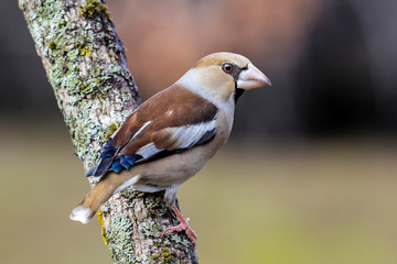 Hawfinch bird (Coccothraustes coccothraustes) sitting on a branch with winter plumage