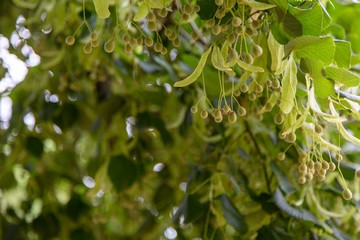 green leaves of a tree