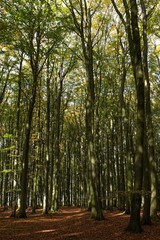 trees in the forest