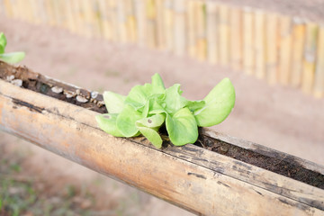 Organic lettuce farm