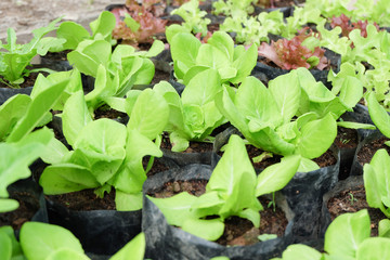 Organic lettuce farm