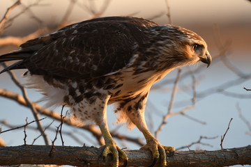 bird of prey