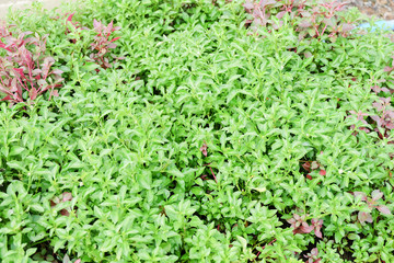 Fototapeta na wymiar Organic lettuce farm
