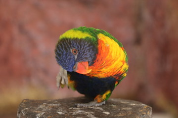 rainbow lorikeet on branch