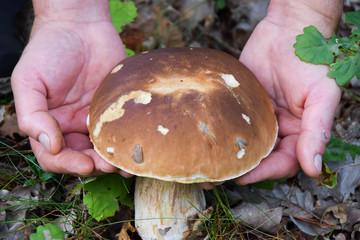 Hand picking mushrooms in forest