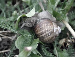 Schnecke_001
