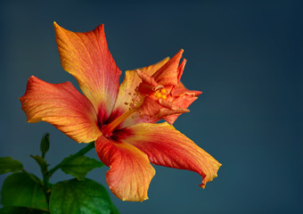 Hibiscus flower. Genus of plants of the family malvaceae. Wild and cultivated plants. Mostly shrubs...