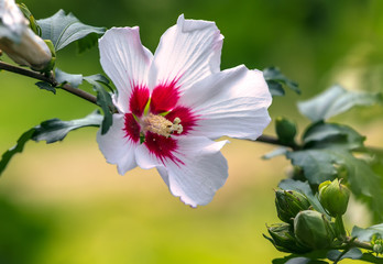 Hibiscus flower. Genus of plants of the family malvaceae. Wild and cultivated plants. Mostly shrubs and trees. Perennial and annual herbs are also found.