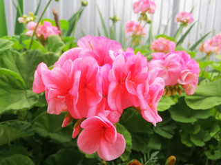 light pink flower. copy and space