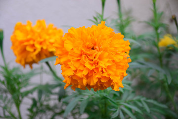 Marigold flowers blooming in summer