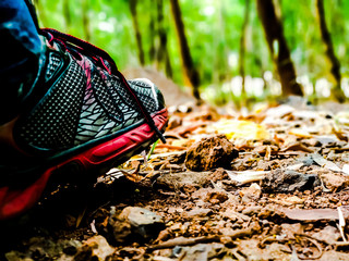 autumn leaves on grass