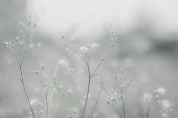 white flowers is out of focus for white background