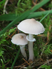 Cystoderma carcharias, known as the Pearly Powdercap, wild mushroom from Finland
