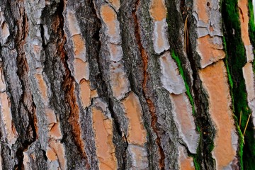 Close up red oak bark in Fall or Autumn for background.