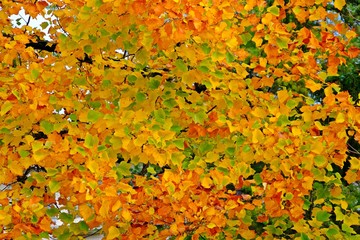 Colorful leaves in Fall or Autumn for background.