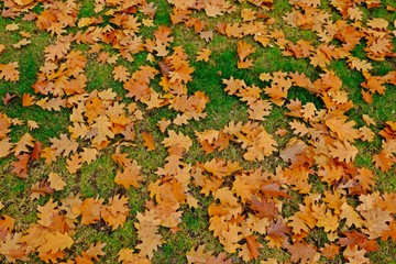 Red oak leaves in Fall or Autumn falling on green grass.