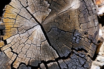 Textures and scratches on the log caused by fire.