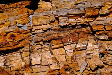 Textures and scratches on the bark eroded by time.