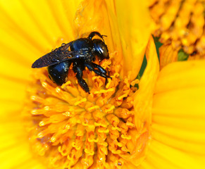 Black Bee Mexican Sunflower