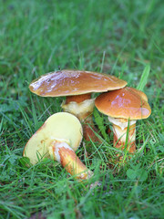 Suillus grevillei, known as Greville's bolete or larch bolete, wild edible mushroom from Finland