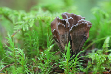 Thelephora palmata, known as the stinking earthfan or the fetid false coral, wild mushrooms from Finland