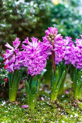 Flowerbed of pink hyacinths in winter garden