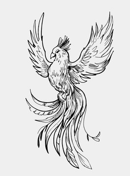 Phoenix. Firebird. Great for print, tattoo sketch. Outline with transparent background. Hand drawn illustration converted to vector