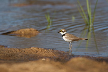 Bird by lake