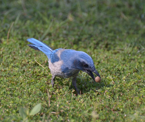 I found food scrubjay