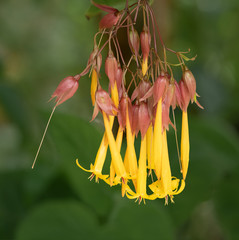 Delicate yellow flowers of the fuchsia triphylla