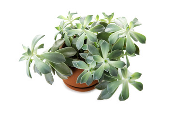 A succulent plant in pot, isolated on white background.