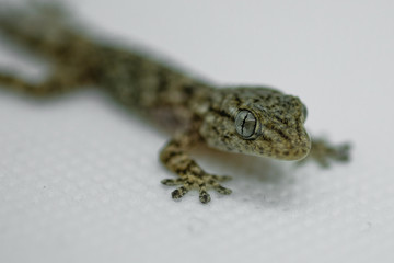 Gecko reptile face and eyes macro details, animal skin and blur background 