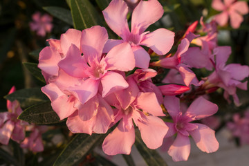 Pink oleander flower (rose bay, fragrant oleander, Nerium oleander).