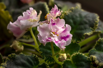 Violet flowers. A genus of flowering plants of the violet family, containing from 200-500 species...