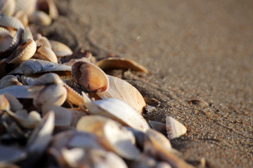 Shells
