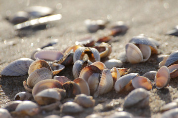 Shells
