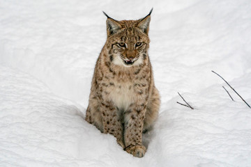 lynx in the snow portrait coming to you © Andrea Izzotti