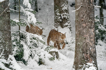 lynx in the snow portrait coming to you © Andrea Izzotti