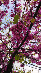 Spring Cherry Blossom